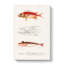 Fish Illustrations PL. 2 by Charles D Orbigny - Wrapped Canvas-55363797