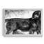 Sussex Spaniel - reproduction d'art sur toile-679599955-679599785