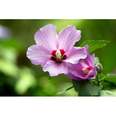 Hibiscus Syriacus par Dadalia - photographie sur toile tendue