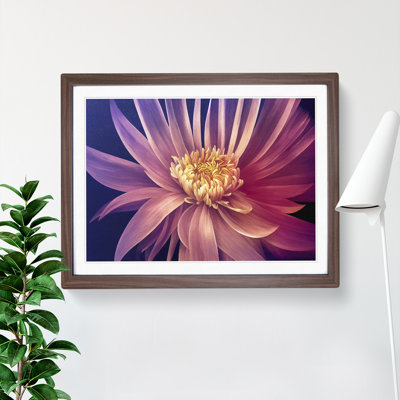 Serene Chrysanthemum Flower - Framed Print