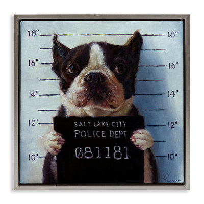 Boston Terrier Jail Convicted Mugshot