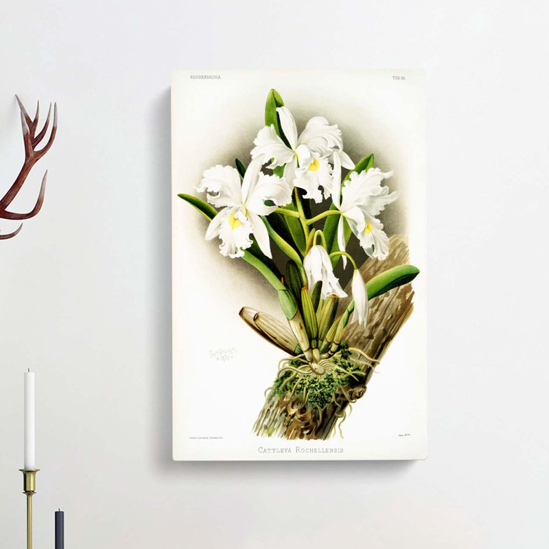 Magnolia Flowers Illustration Tab.85 by Frederick Sander - Wrapped Canvas, 50cm H x 35cm W x 3cm D
