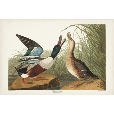Pl 327 Shoveller Duck