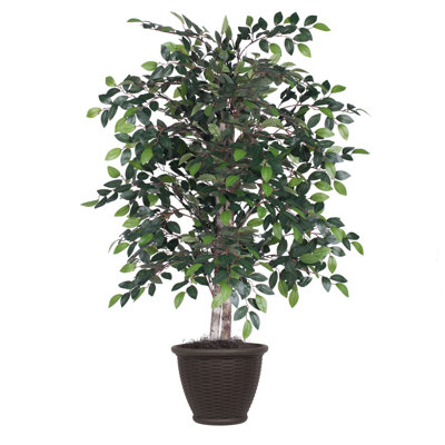 Mini buisson de 4 pi tous les jours