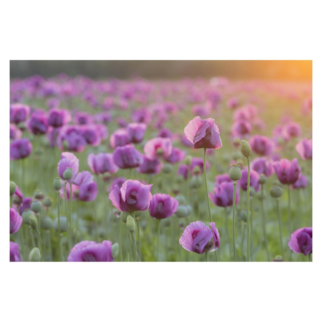 Matt Fototapete Violette Schlafmohn Blumenwiese im Frühling 2,9 m x 432 cm