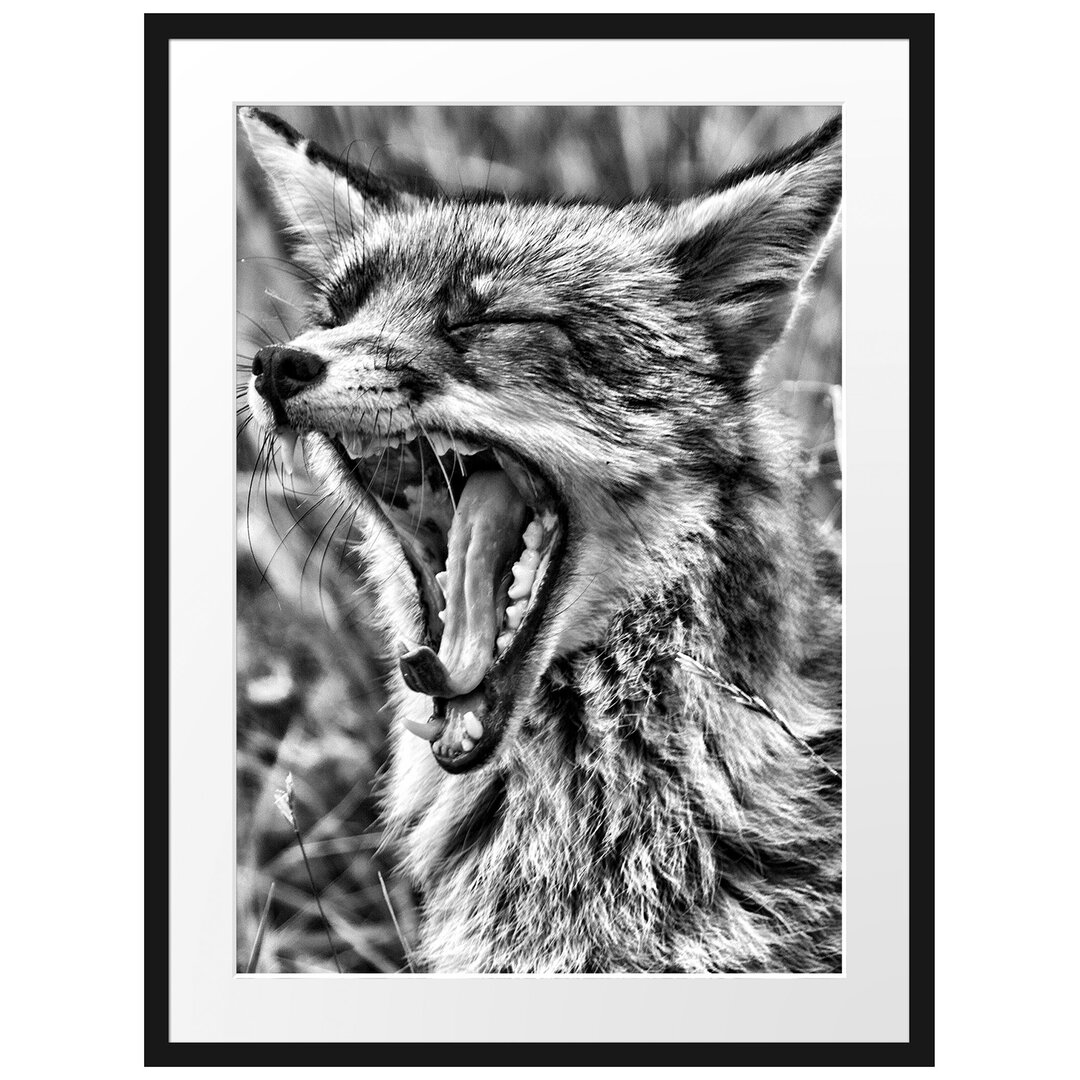 Gerahmtes Poster Müder Fuchs auf Wildwiese