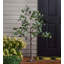 Faux Eucalyptus Tree in Freestanding