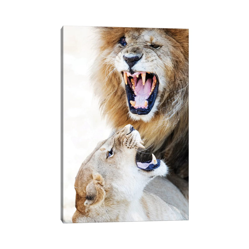 Lion And Lioness Snarling At Each Other by Susan Schmitz - Wrapped Canvas Gallery-Wrapped Canvas Giclée