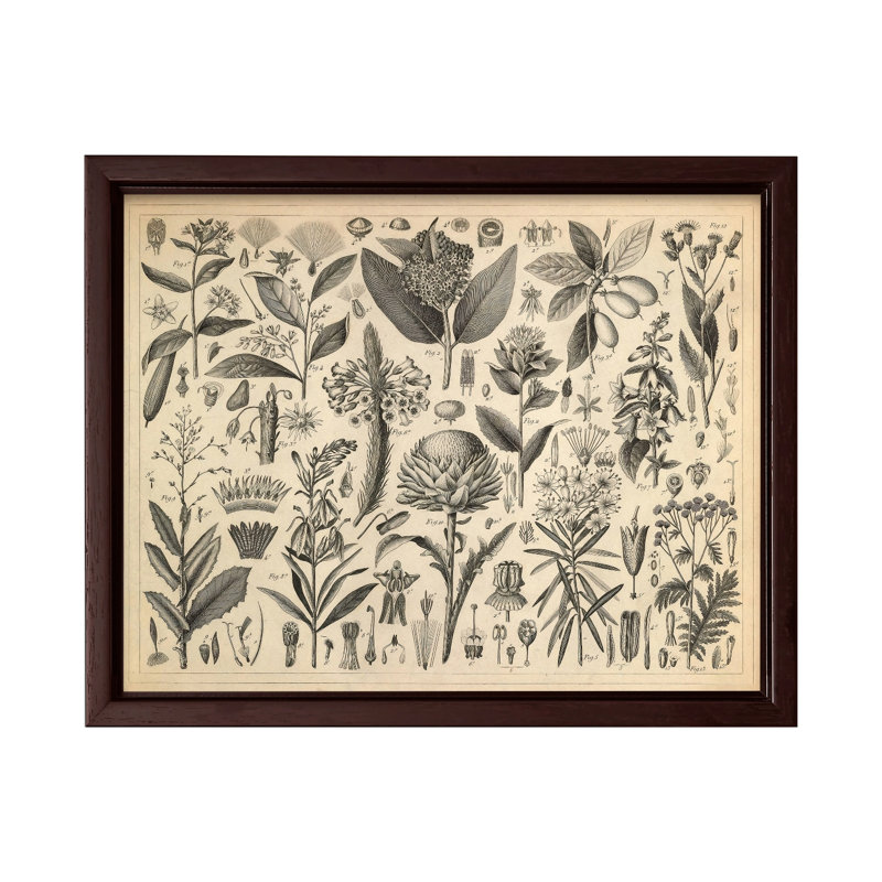 Sève et plantes résineuses, Canvas, 12"H x 16"W, Brown Framed