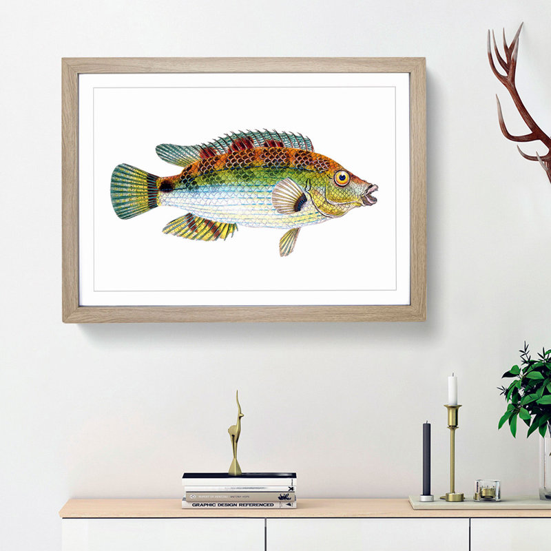 Goldfinny Fish by Edward Donovan - Framed Print, 48cm H x 65cm W x 2cm D, Oak Framed