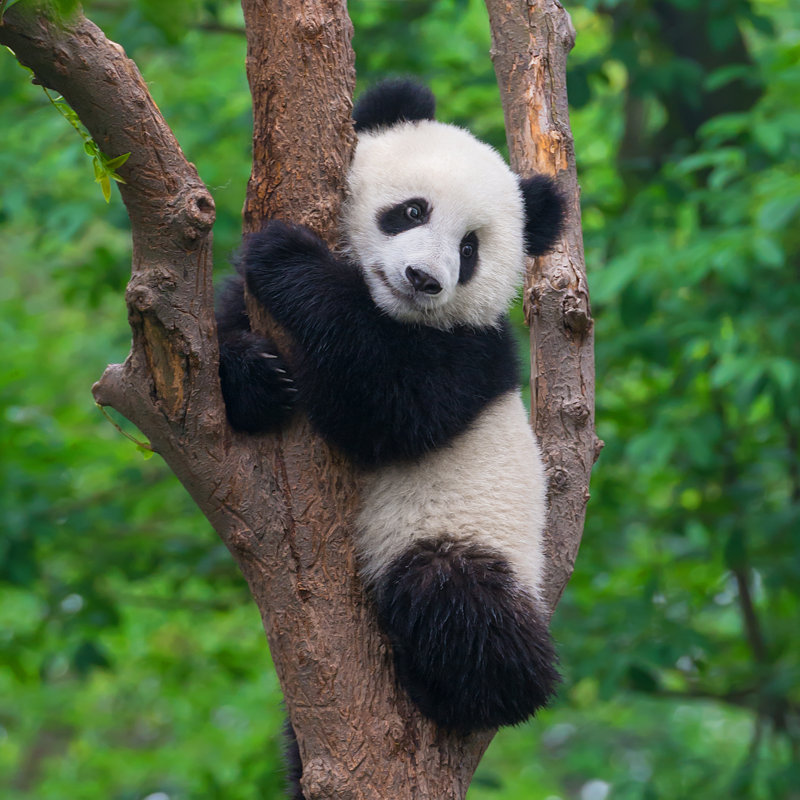 Young Panda Bear In Tree by Creativenature - Wrapped Canvas Print, 81cm H x 122cm W x 3.8cm D