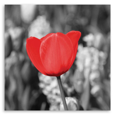 Red Tulip In A Meadow - No Frame Print on Canvas