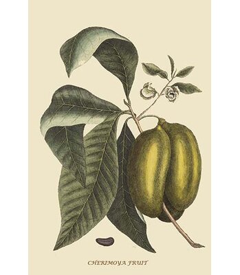 Anona Cherimoya Fruit - Graphic Art Print -  Buyenlarge, 0-587-30512-6C2842