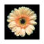 "the high noûn gerbera" , reproduction de photo sur toile tendue-18516511-74417686-74417687