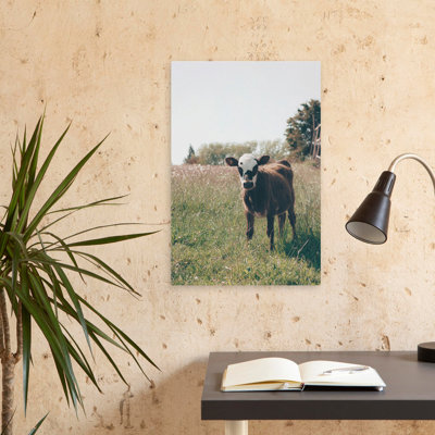 Lima - Photographie de paysages, animaux, vaches, art