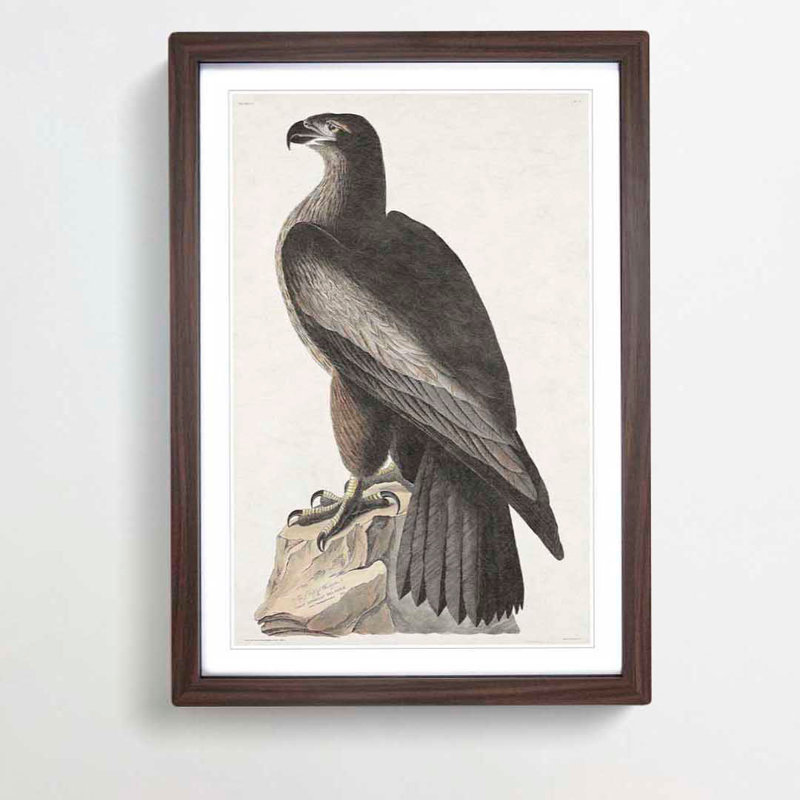 Hawk by John Audubon - Picture Frame Painting Print, Walnut Framed, 36cm H x 27cm W x 2cm D