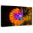 Crowle Spanish Shawl Nudibranch