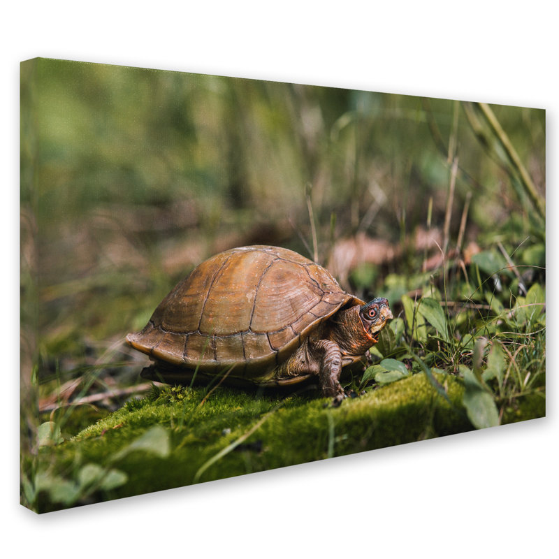Brown Box Turtle Canvas Art with Green Grass Background