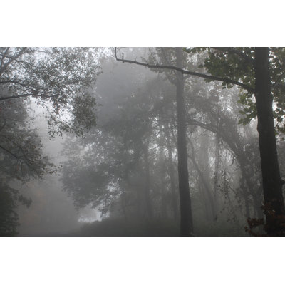 Misty Morning Gray Forest - Wrapped Canvas Art Prints