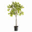 FICUS TREE DROP-IN 51"