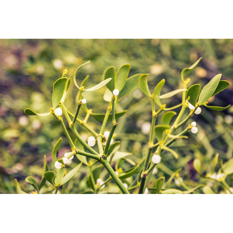 Mistletoe (Viscum Album) - Photographie sur toile tendue, H 32 po x l 48 po