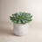 6'' Faux Succulent in Cement Pot