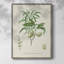 Antique Ammond Botanical II, reproduction encadrée - bois massif-1554589534