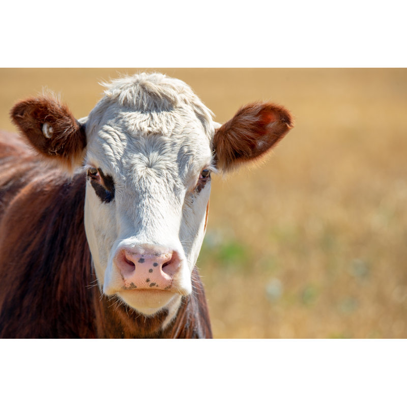 A Portrait Of A Brown And White Hereford Cow On A Farm In New Zealand by Sheryl Watson - Wrapped Canvas Print