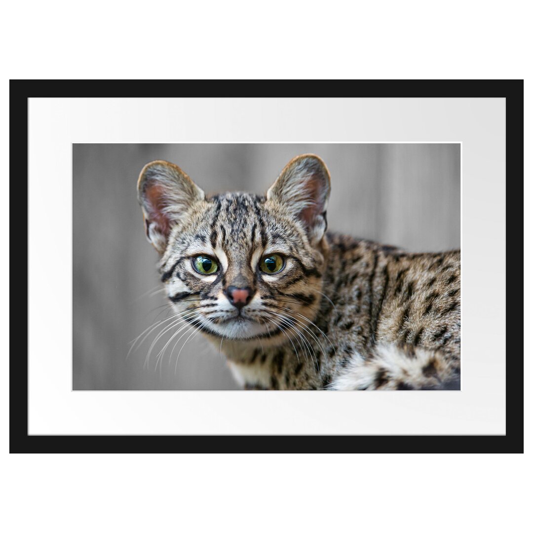 Gerahmtes Poster Kleine aufmerksame Bengalkatze