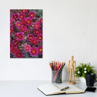 Grizzly Bear Cactus In Bloom, North America by Tim Fitzharris - Wrapped Canvas Print