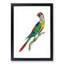 Parakeet by George Shaw - Framed Print-55616484-55616488