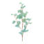 Eucalyptus vapeur-1993670588