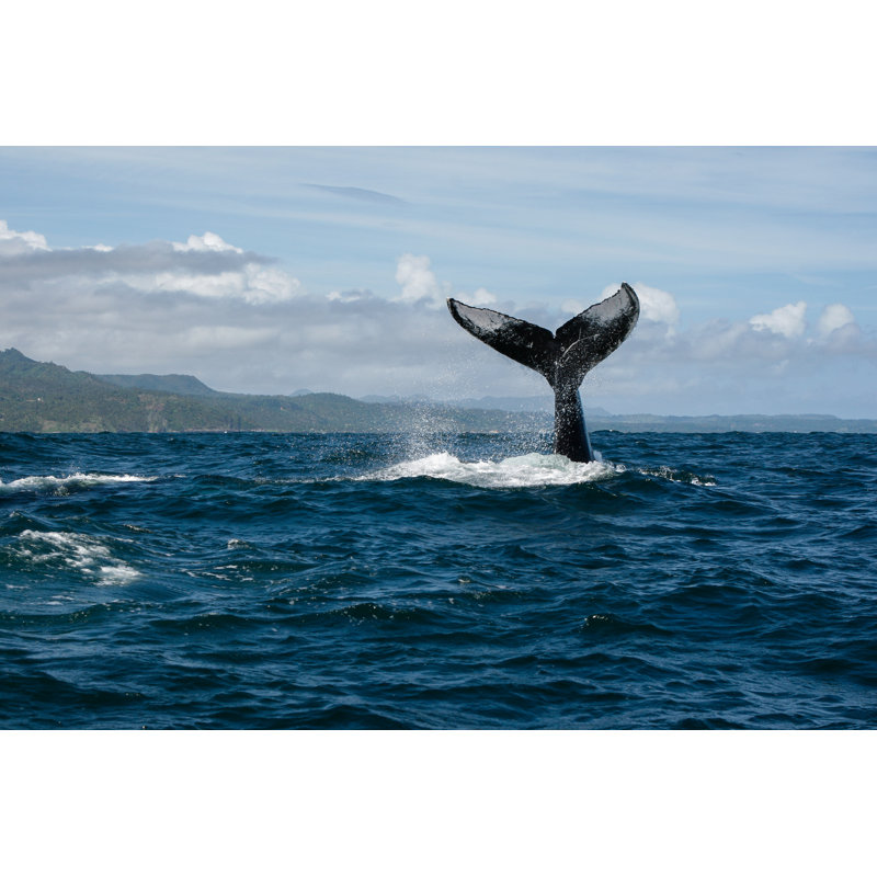 Humpback Whale Tail in Samana, Dominican Republic 1 Piece Wrapped Canvas Wall Art, 81cm H x 122cm W x 3.8cm D