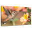 Colibri charmant de Brampt-107687108