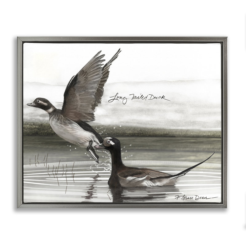 «Long Tailed Duck», art mural par Jadei, Cadre flottant gris lustré, H 25 po x l 31 po