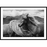 Black And White Horse Giclee Print by Soicher Marin Archives