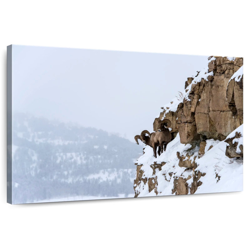 Brampt Winter Bighorn Sheep, 8" H x 12" W