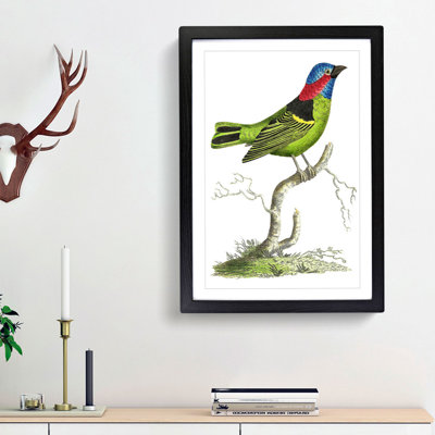 Collared Tanager Bird by George Shaw - Framed Print