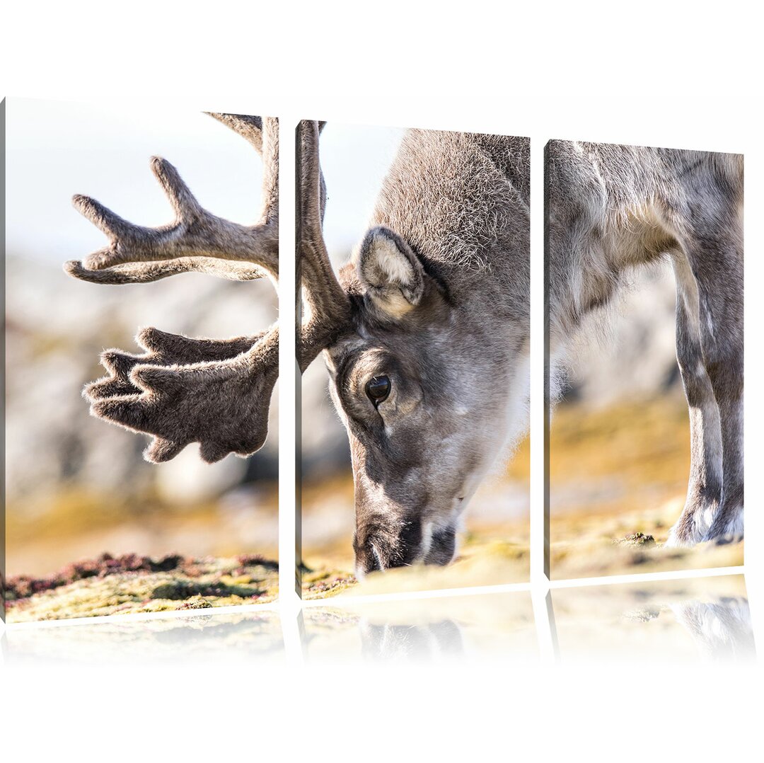 3-tlg. Leinwandbilder-Set Süßes Rentier beim Essen, Fotodruck