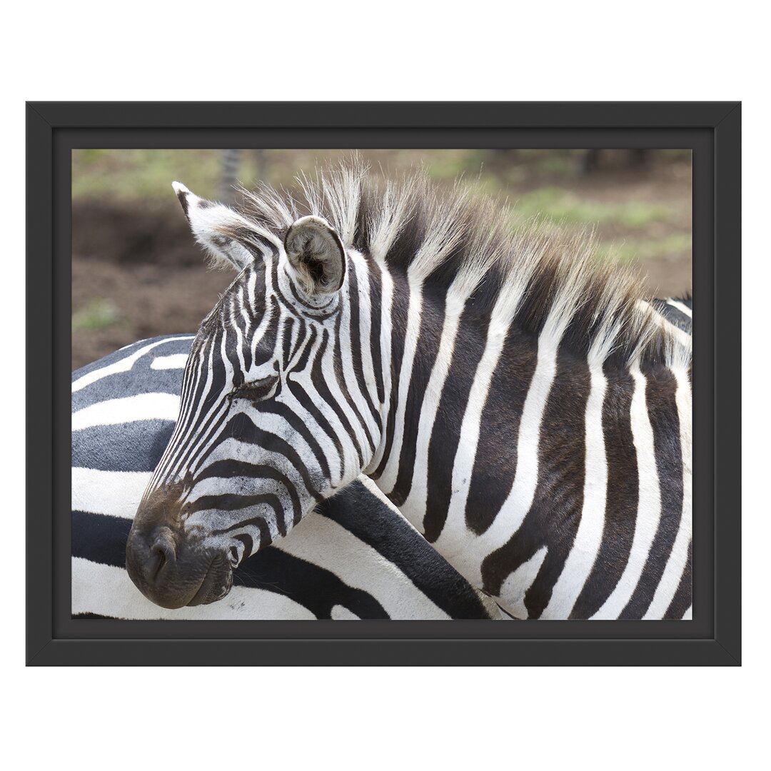 Gerahmtes Wandbild prächtiges Zebra