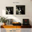 Chiot Border Collie de Brampt