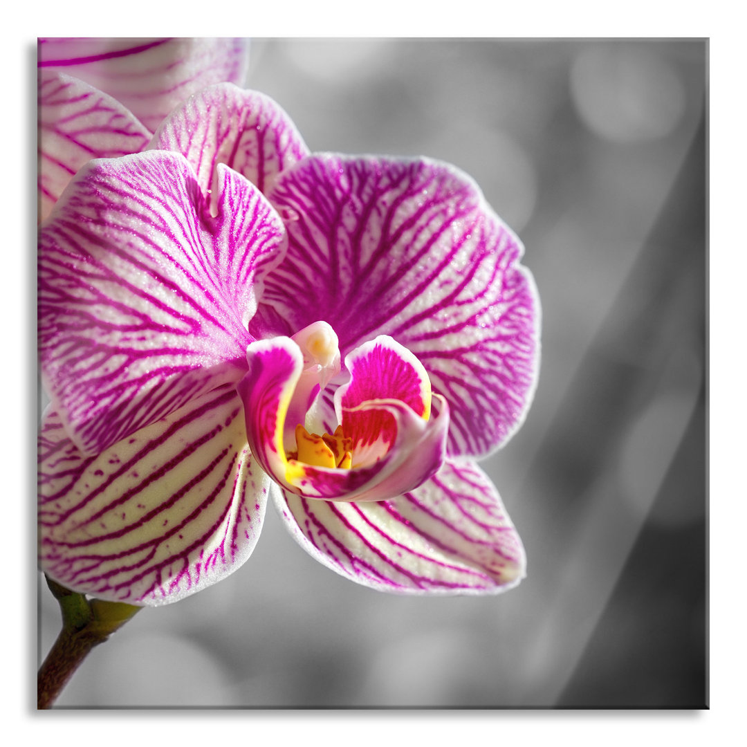 Glasbild Orchidee in der Nahaufnahme