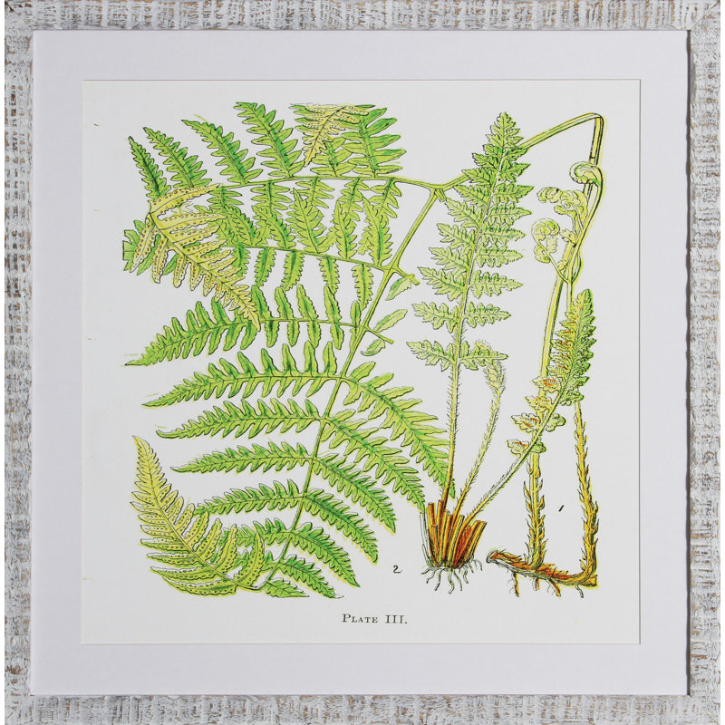 Brilliant Fern I Print