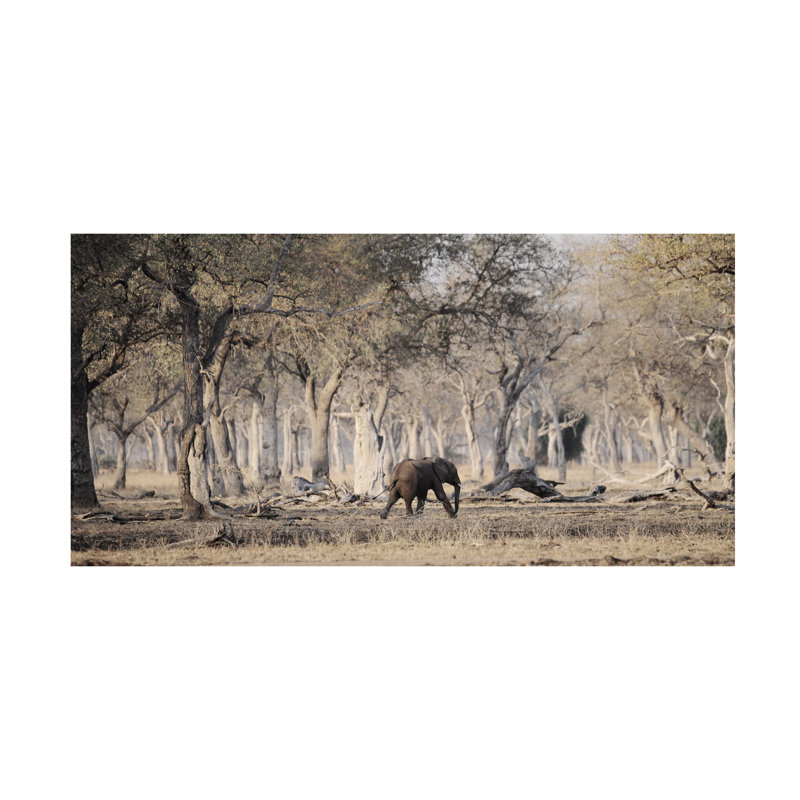 Antonio Grambone Elephant Walks Canvas Art, H 10 po x l 19 po