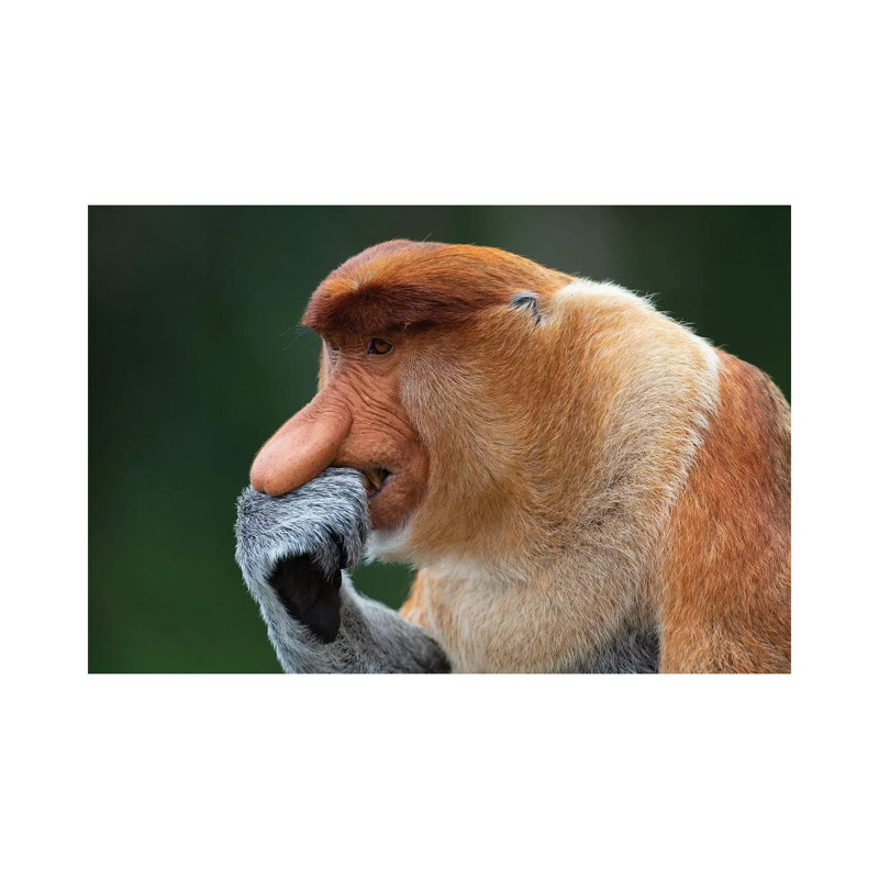 Proboscis Monkey The Thinker by Mogens Trolle - Wrapped Canvas Print, 20.32 cm H x 30.48 cm W