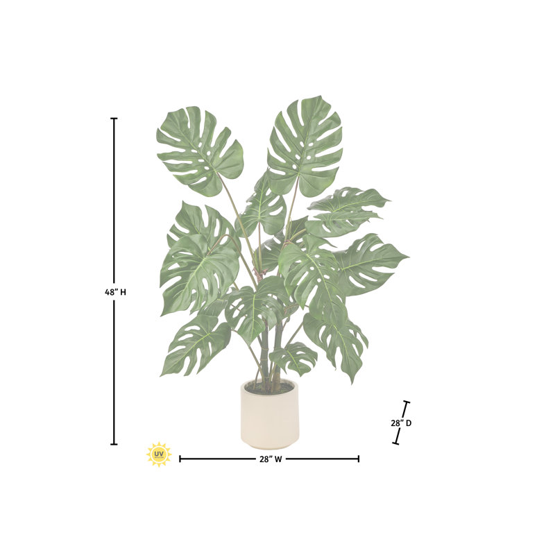 Plante Monstera en pot 4 pi UV, 48 in x 27 in