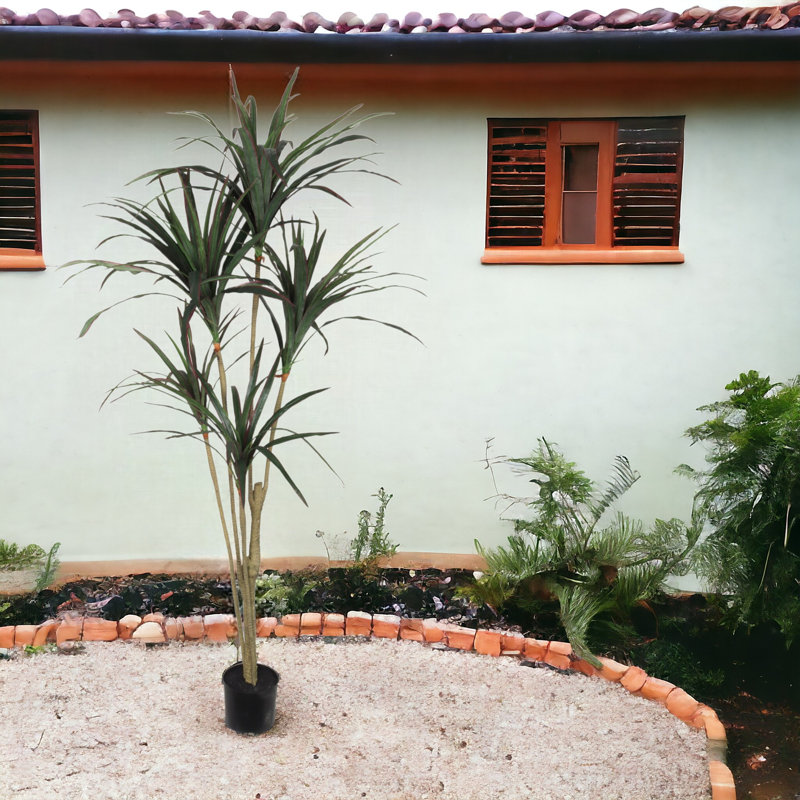 60 plantes Dracaena Marginata