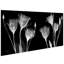 «Gentian Xray» par Albert Koetsier - reproduction de photo non encadrée sur verre