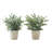 Mcclain 12.5'' Faux Eucalyptus Plant in Cement Pot-528315747