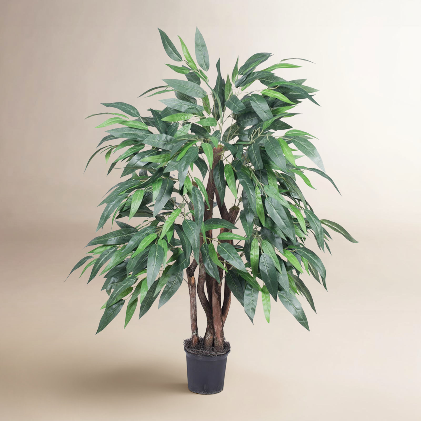 48" Mango Tree with Base Included